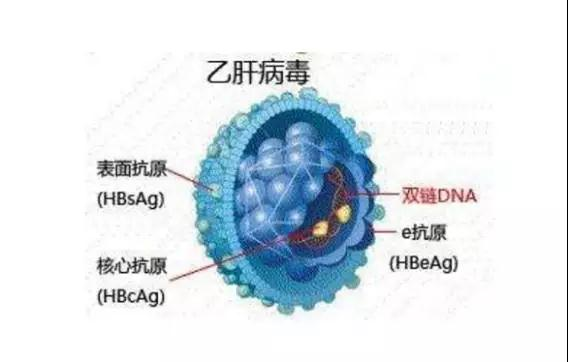 乙肝知識，你想知道的都在這里了