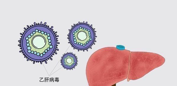 服用乙肝抗病毒藥要注意什么？飯前吃還是飯后吃？